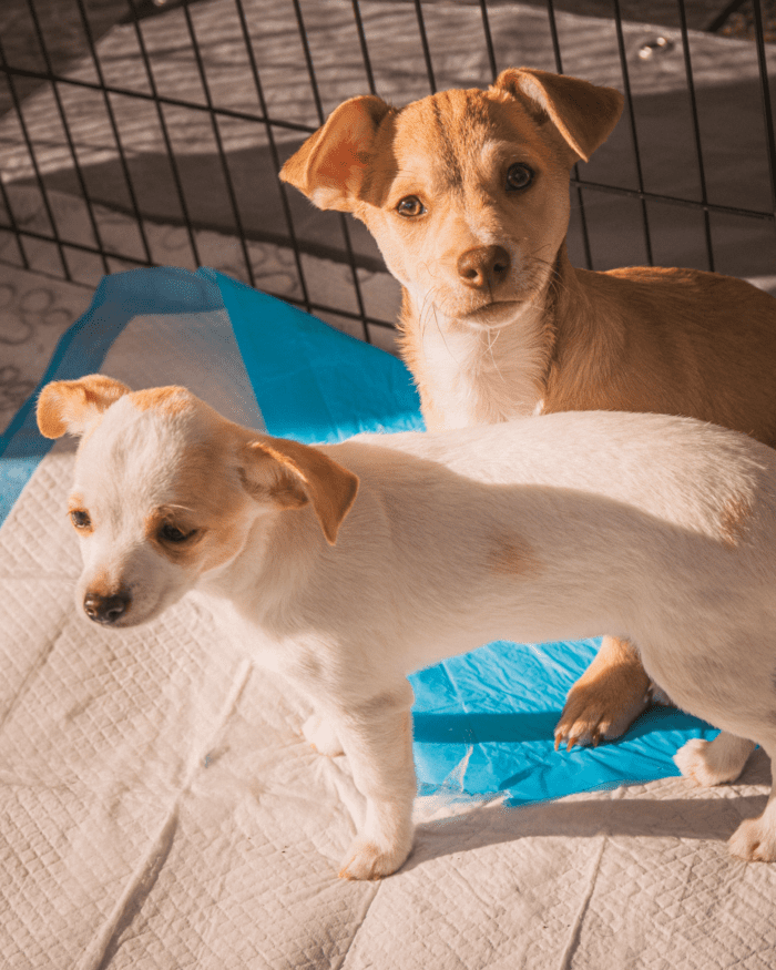 pet shelter puppy charitable fundraising event design oktoberfest redmond corporate event planning