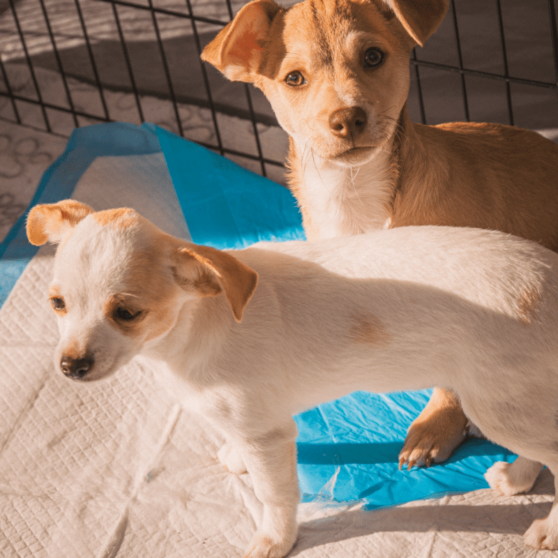 CSR Programs Seattle