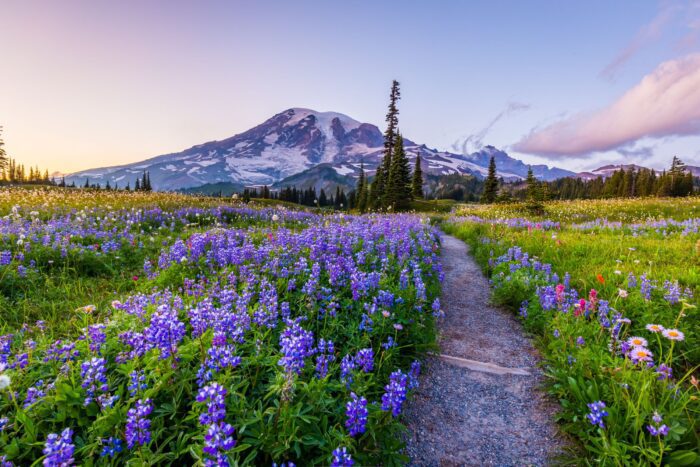 Mount Rainier National Park Spring Wildflowers Seattle DMC