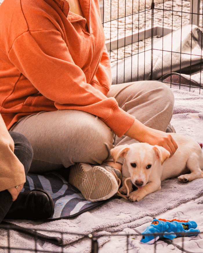 CSR program seattle pet adoption puppy dog